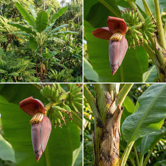Musa Thomsonii – Himalayan Banana Fruit Tree Seeds