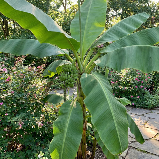 Musa Thomsonii – Himalayan Banana Fruit Tree Seeds