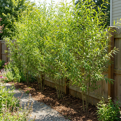 Hybrid Willow Austree Privacy Salix Tree Cutting Fast W Instructions Start