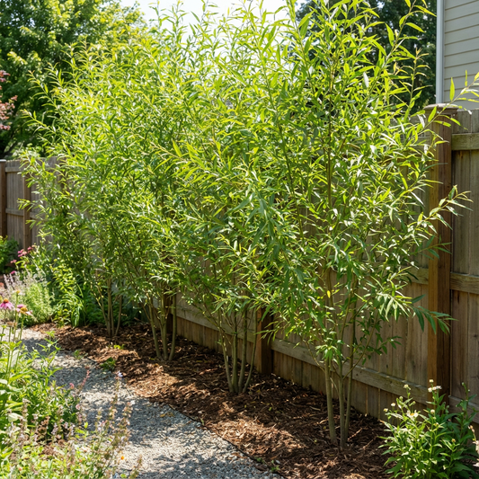 Hybrid Willow Austree Privacy Salix Tree Cutting Fast W Instructions Start