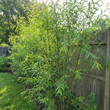 Hybrid Willow Austree Privacy Salix Tree Cutting Fast W Instructions Start
