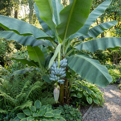 Ensete Glaucum Snow – Fruit Seeds