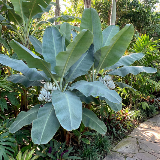 Ensete Glaucum Snow – Fruit Seeds