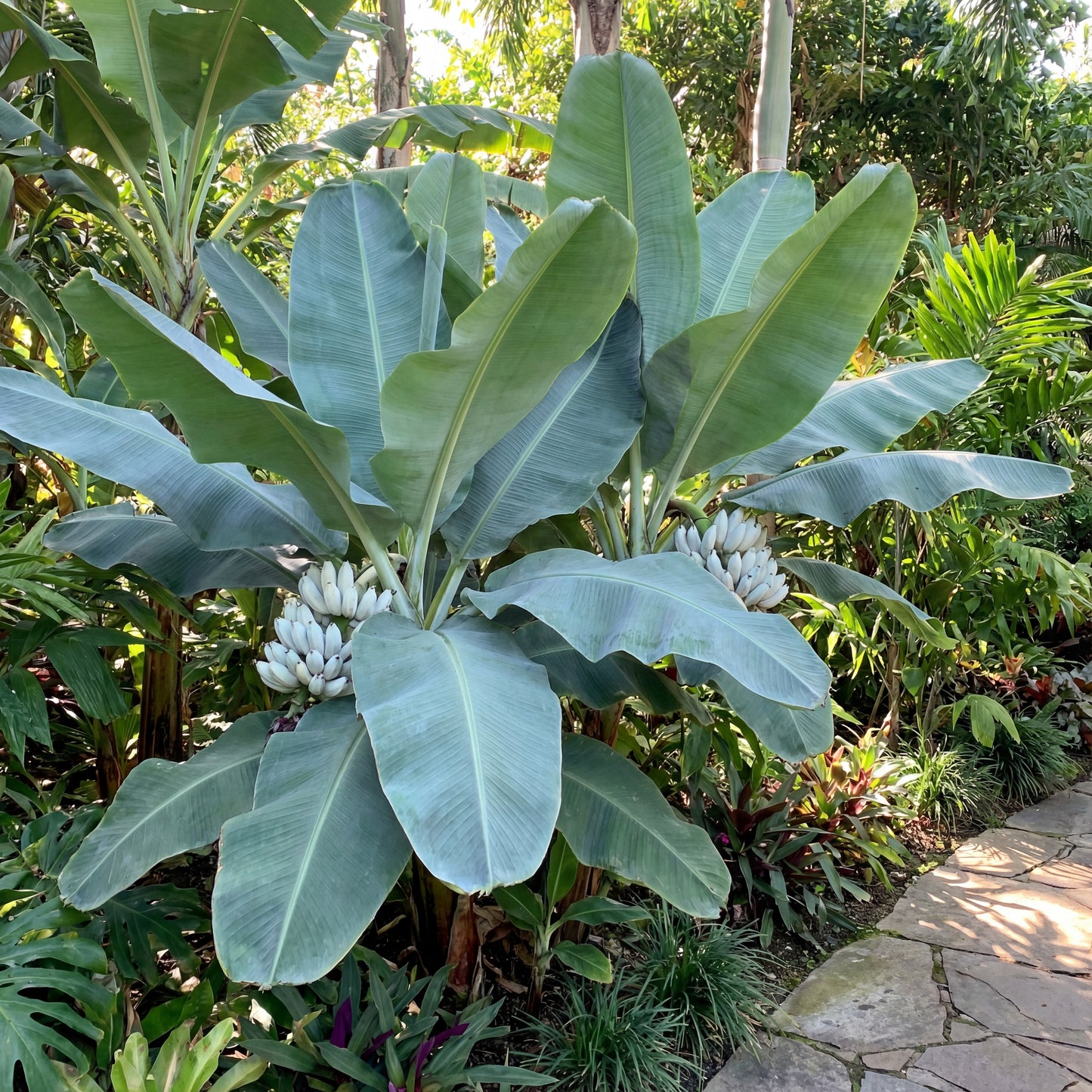 Ensete Glaucum, Snow Banana – Fruit Seeds
