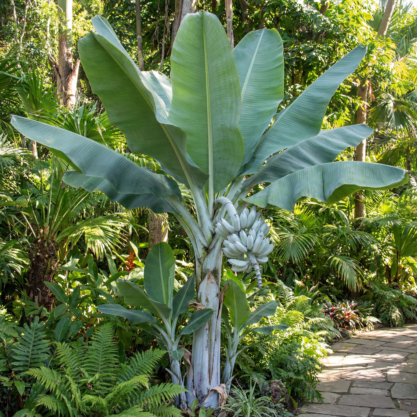 Ensete Glaucum Snow – Fruit Seeds