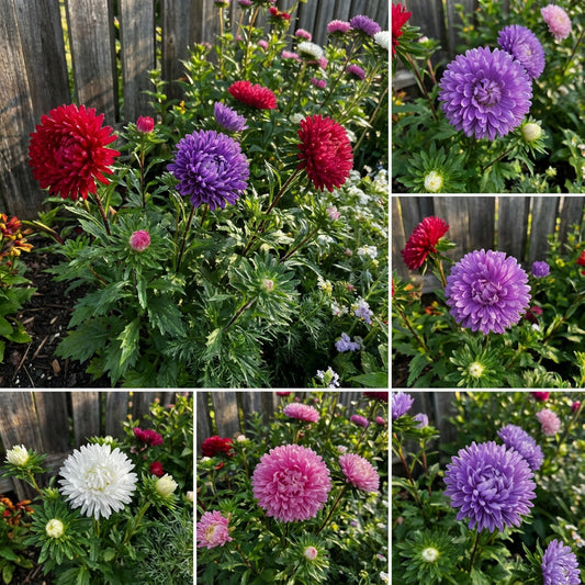 Aster Gremlin Mixed Colors Double Callistephus Chinensis – Dwarf Garden Flower Seeds