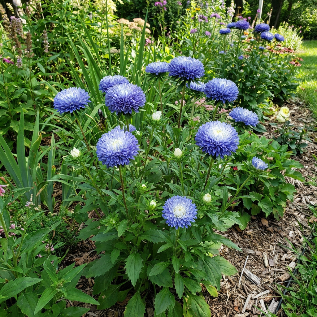 Aster Pompon Blue Moon Callistephus Chinensis – Dwarf Garden Flower Seeds