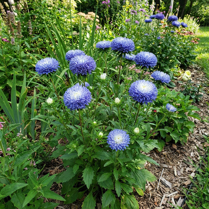 Aster Pompon Blue Moon Callistephus Chinensis – Dwarf Garden Flower Seeds