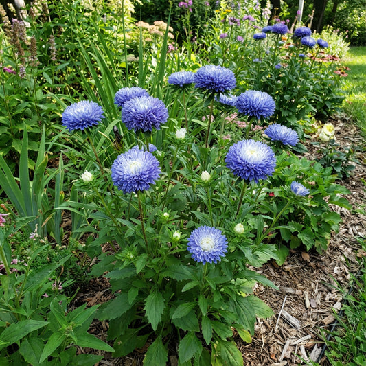 Aster Pompon Blue Moon Callistephus Chinensis – Dwarf Garden Flower Seeds