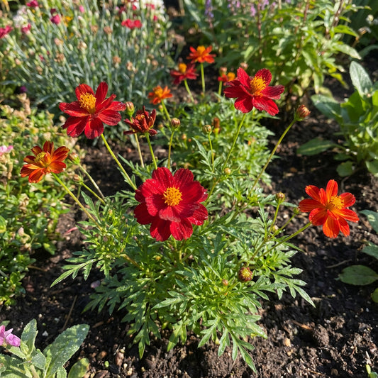 Cosmos Sulphur Ladybird Red Dwarf Cosmos Sulphureus – Compact Garden Flower Seeds