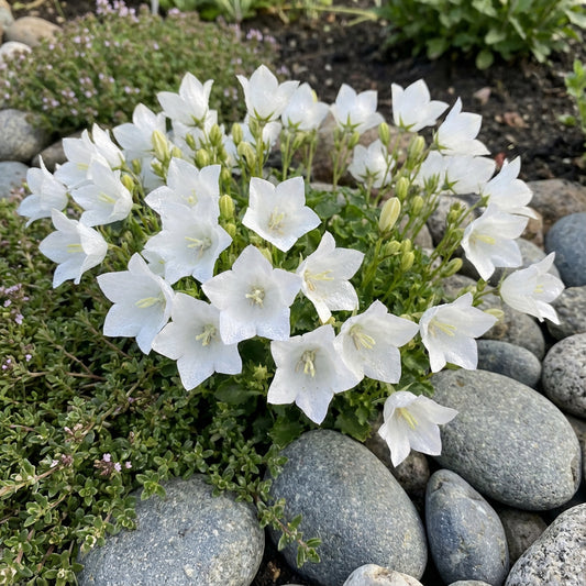 Bellflower Tussock White Campanula Carpatica – Hardy Garden Flower Seeds