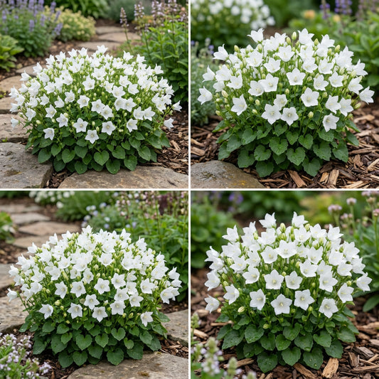 Bellflower Tussock White Campanula Carpatica – Hardy Garden Flower Seeds