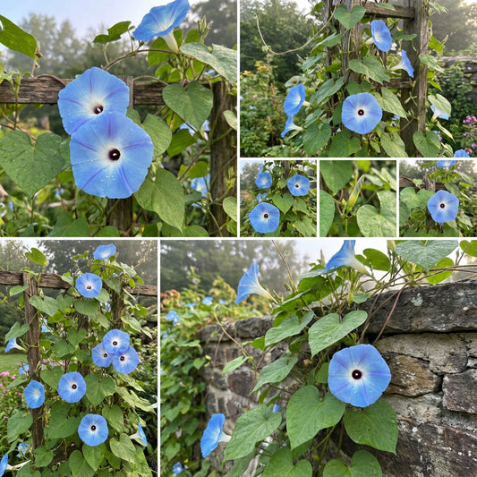Morning Glory Ismay Ipomoea Tricolor – Climbing Garden Flower Seeds