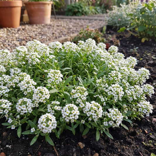 Alyssum Carpet of Snow Lobularia Maritima – Low Growing Garden Flower Seeds