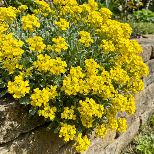 Alyssum Basket of Gold Aurinia Saxatilis – Perennial Garden Flower Seeds
