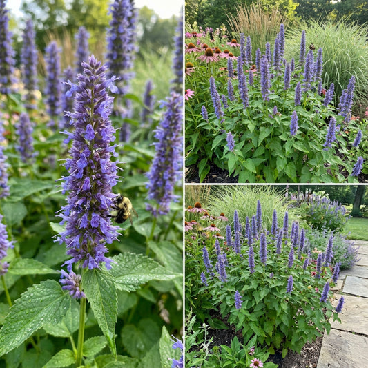 Anise Hyssop Blue Spike Agastache Foeniculum – Perennial Garden Herb Seeds
