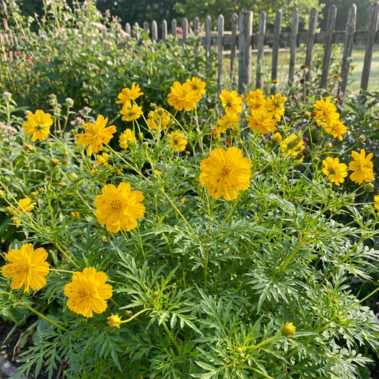 Cosmos Sulphur Ladybird Gold Cosmos Sulphureus – Dwarf Garden Flower Seeds