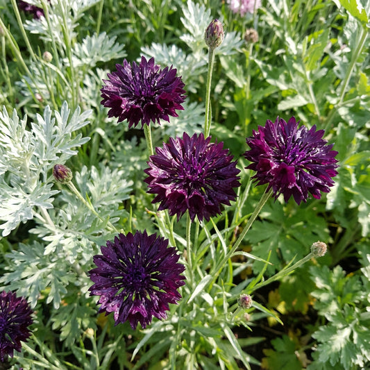 Cornflower Black Ball Centaurea Cyanus – Dwarf Garden Flower Seeds
