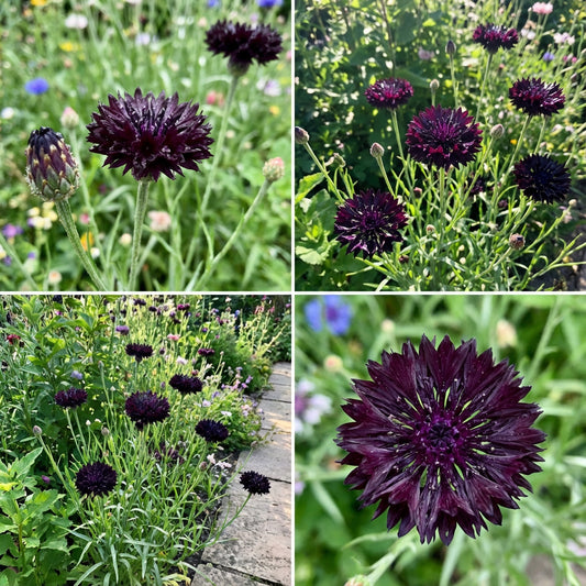 Cornflower Black Ball Centaurea Cyanus – Dwarf Garden Flower Seeds
