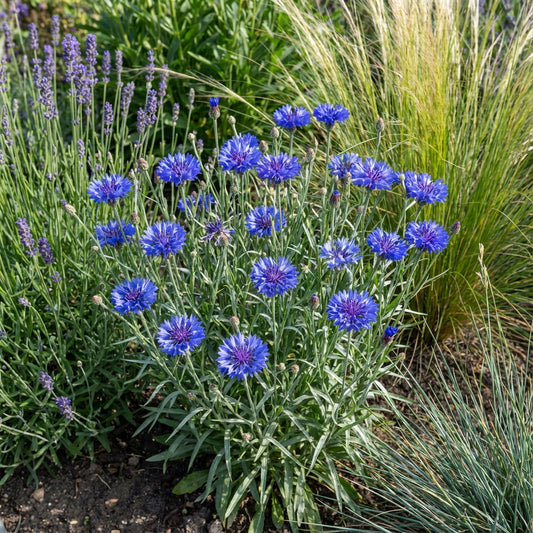 Cornflower Blue Dwarf Centaurea Cyanus – Hardy Garden Flower Seeds