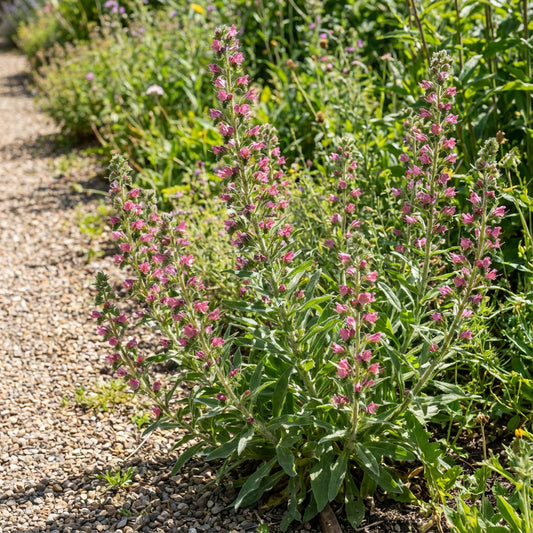 Viper's Bugloss Rose Pink Echium Plantagineum – Dwarf Garden Flower Seeds