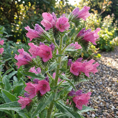 Viper's Bugloss Rose Pink Echium Plantagineum – Dwarf Garden Flower Seeds