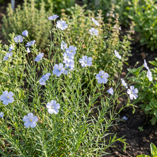 Blue Flax Linum Usitatissimum – Annual Garden Flower Seeds