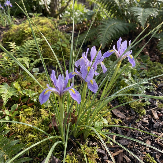 Iris Oregon Iris Tenax – Hardy Garden Flower Seeds