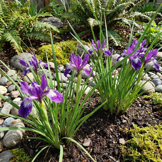 Iris Oregon Iris Tenax – Hardy Garden Flower Seeds