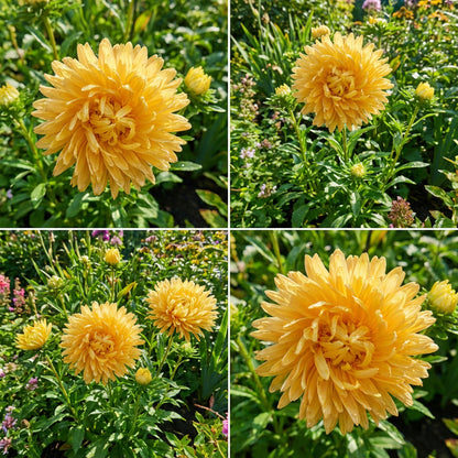 Aster Paeony Duchess Yellow Callistephus Chinensis – Dwarf Garden Flower Seeds
