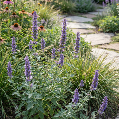 Agastache Giant Hyssop Lavender Blue Agastache Mexicana – Fragrant Garden Flower Seeds