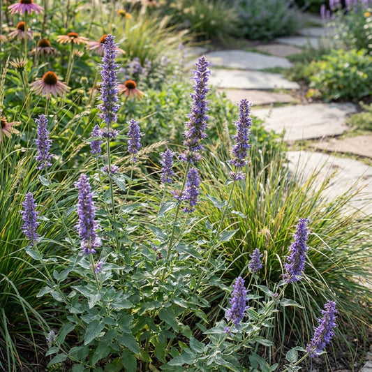 Agastache Giant Hyssop Lavender Blue Agastache Mexicana – Fragrant Garden Flower Seeds