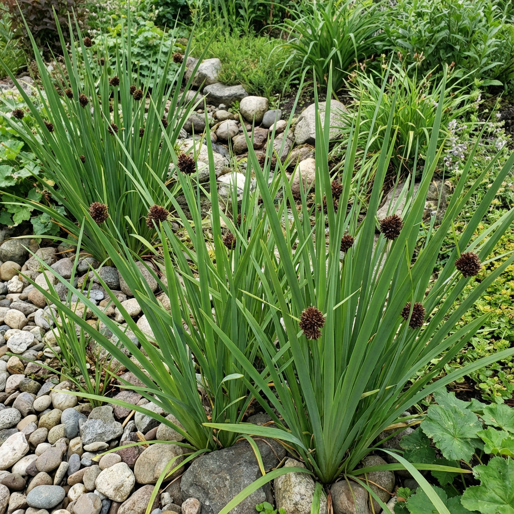 Rush Swordleaf Juncus Ensifolius – Ornamental Garden Grass Seeds