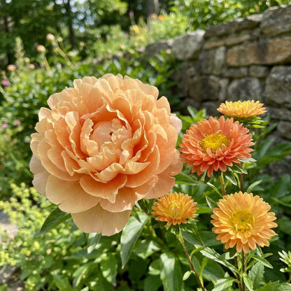 Aster Paeony Duchess Apricot Callistephus Chinensis – Dwarf Garden Flower Seeds