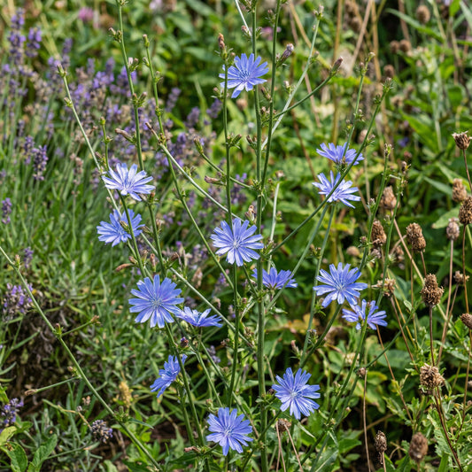 Chicory Wildflower Seeds For Planting Beautiful Blue Wildflowers