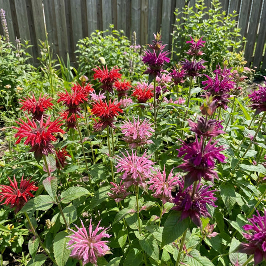 Bee Balm Flower Seeds Monarda Didyma Mixed Color Seeds