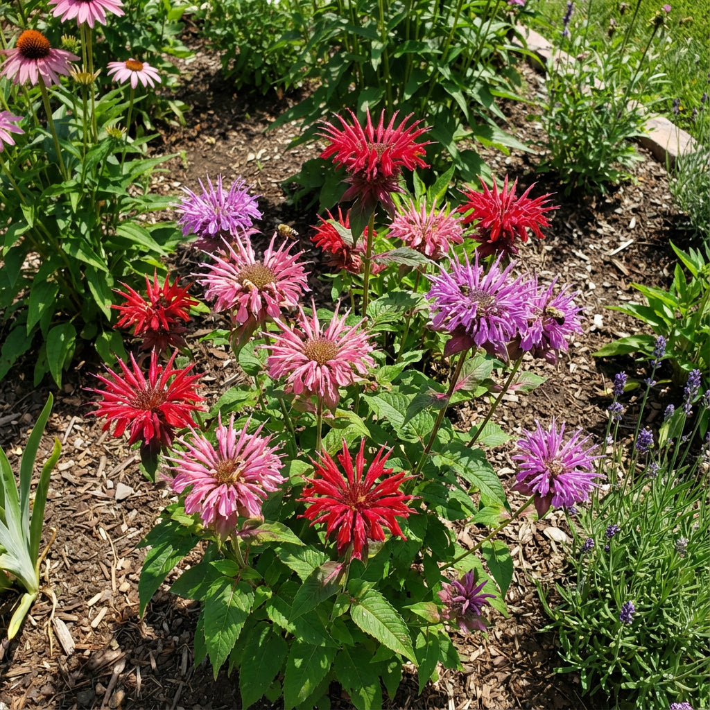 Bee Balm Flower Seeds Monarda Didyma Mixed Color Seeds