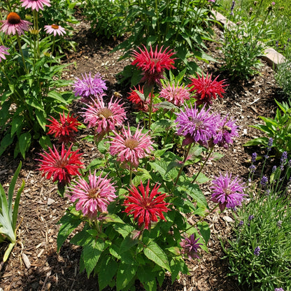 Bee Balm Flower Seeds Monarda Didyma Mixed Color Seeds