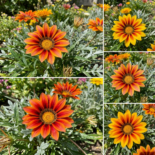 Gazania Seeds