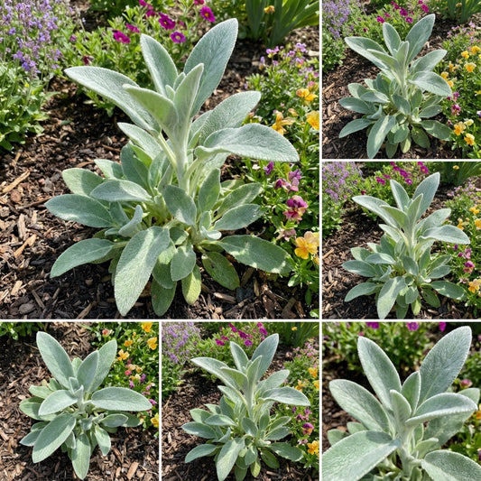 Rabbit Ear Plant – Fruit Tree Seeds