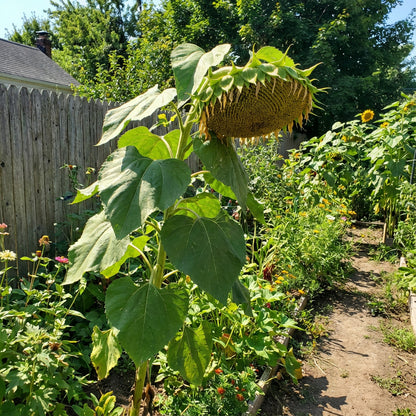 Giant Russian Mammoth Sunflower Seeds
