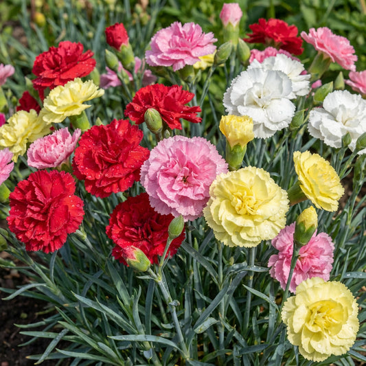 Carnation Chabaud Mixed Colors Dianthus Caryophyllus – Garden Flower Seeds