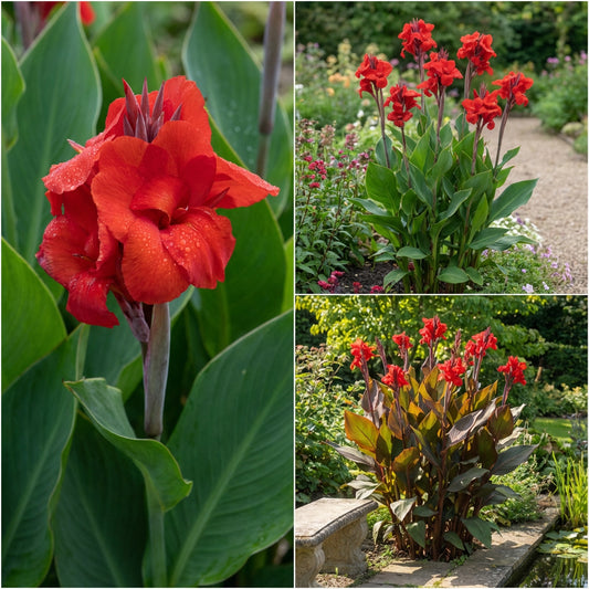 Canna Red Canna x Generalis – Hardy Garden Flower Seeds