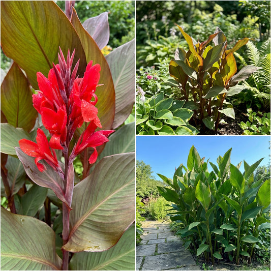 Canna Red Canna x Generalis – Hardy Garden Flower Seeds