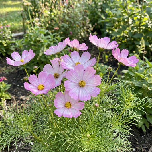 Cosmos Sonata Pink Blush Cosmos Bipinnatus – Dwarf Garden Flower Seeds