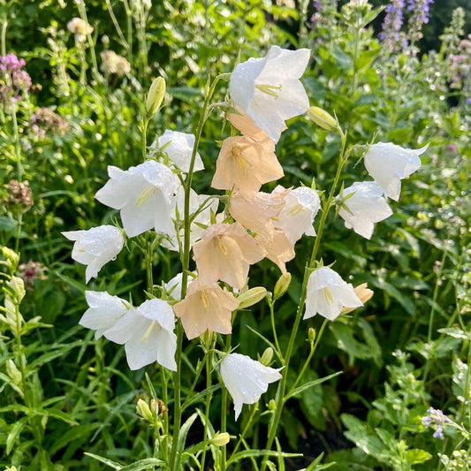 Bellflower Willow Peach White Campanula Persicifolia – Hardy Garden Flower Seeds