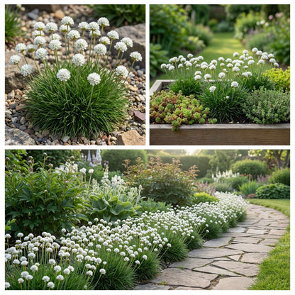 Armeria White Sea Thrift Armeria Maritima Alba – Hardy Garden Flower Seeds