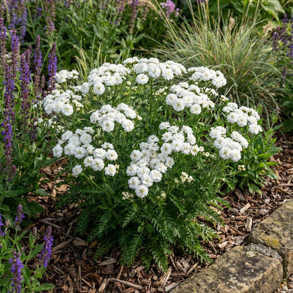 Yarrow Pearl Achillea Ptarmica – Perennial Garden Flower Seeds