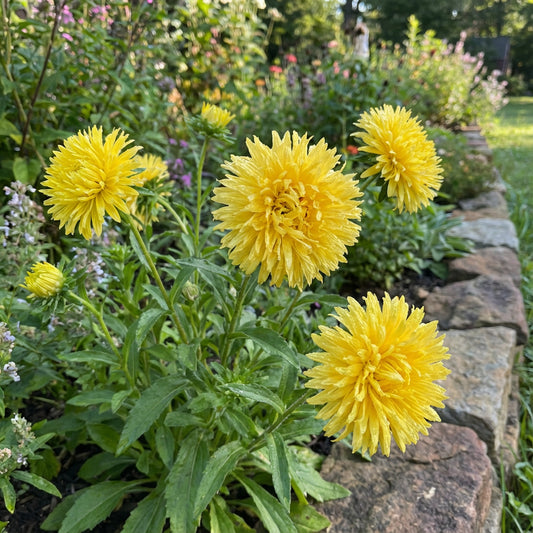 Aster Gremlin Yellow Double Callistephus Chinensis – Dwarf Garden Flower Seeds