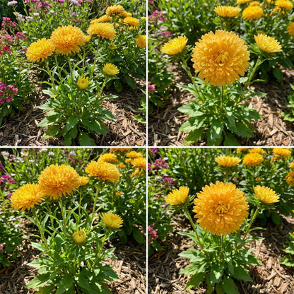 Aster Gremlin Yellow Double Callistephus Chinensis – Dwarf Garden Flower Seeds
